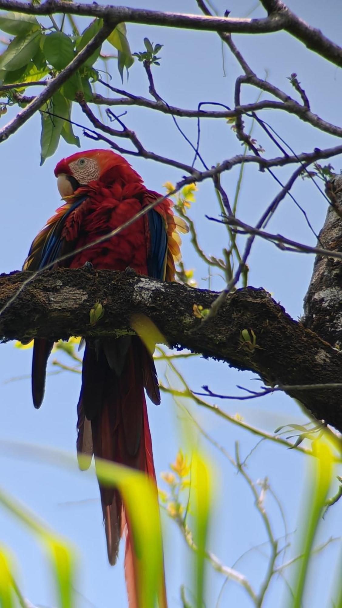 Cabinas Corcovado Green Parrot, Los Planes Drake Drake Bay Room photo