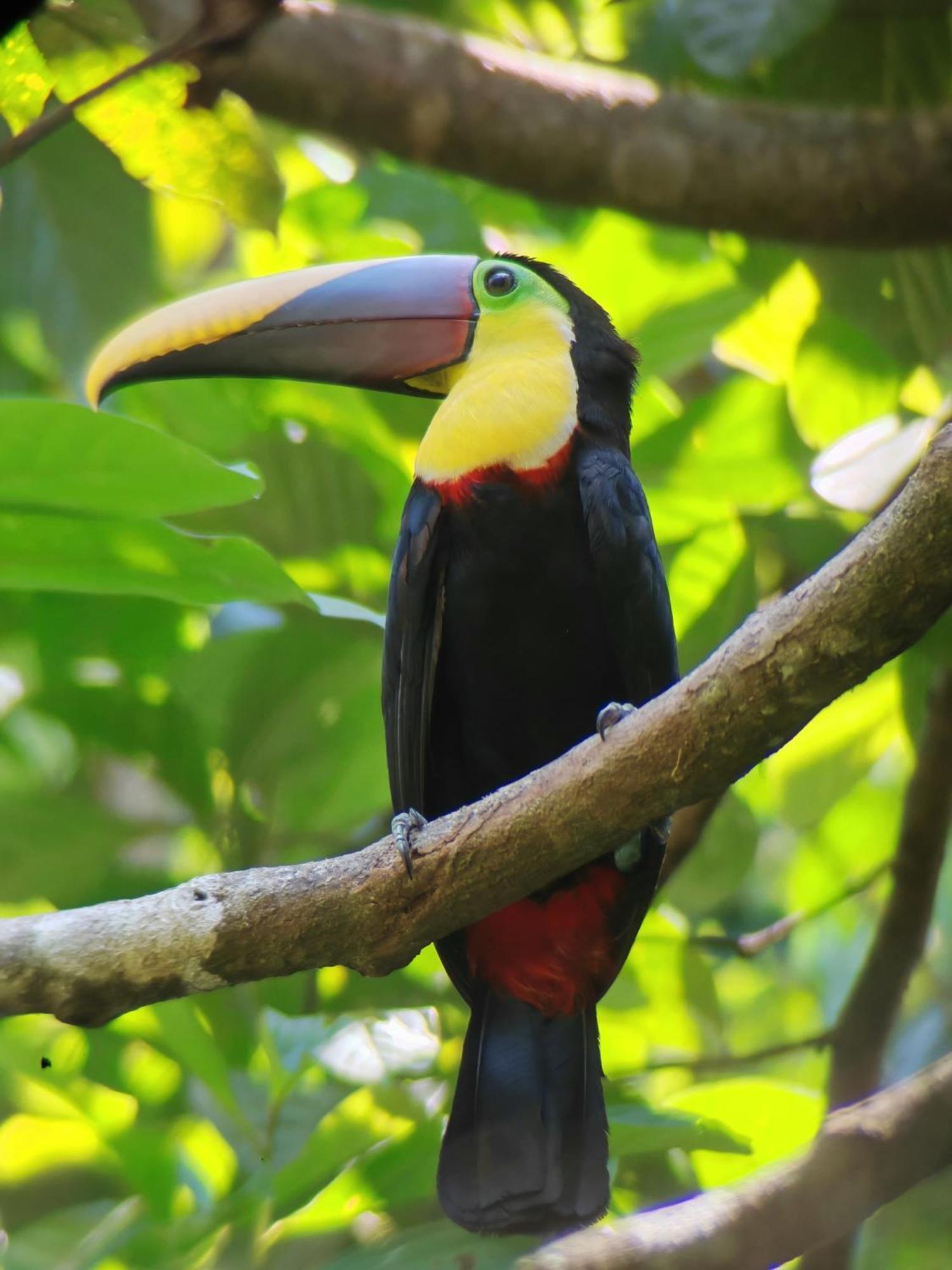 Cabinas Corcovado Green Parrot, Los Planes Drake Drake Bay Room photo