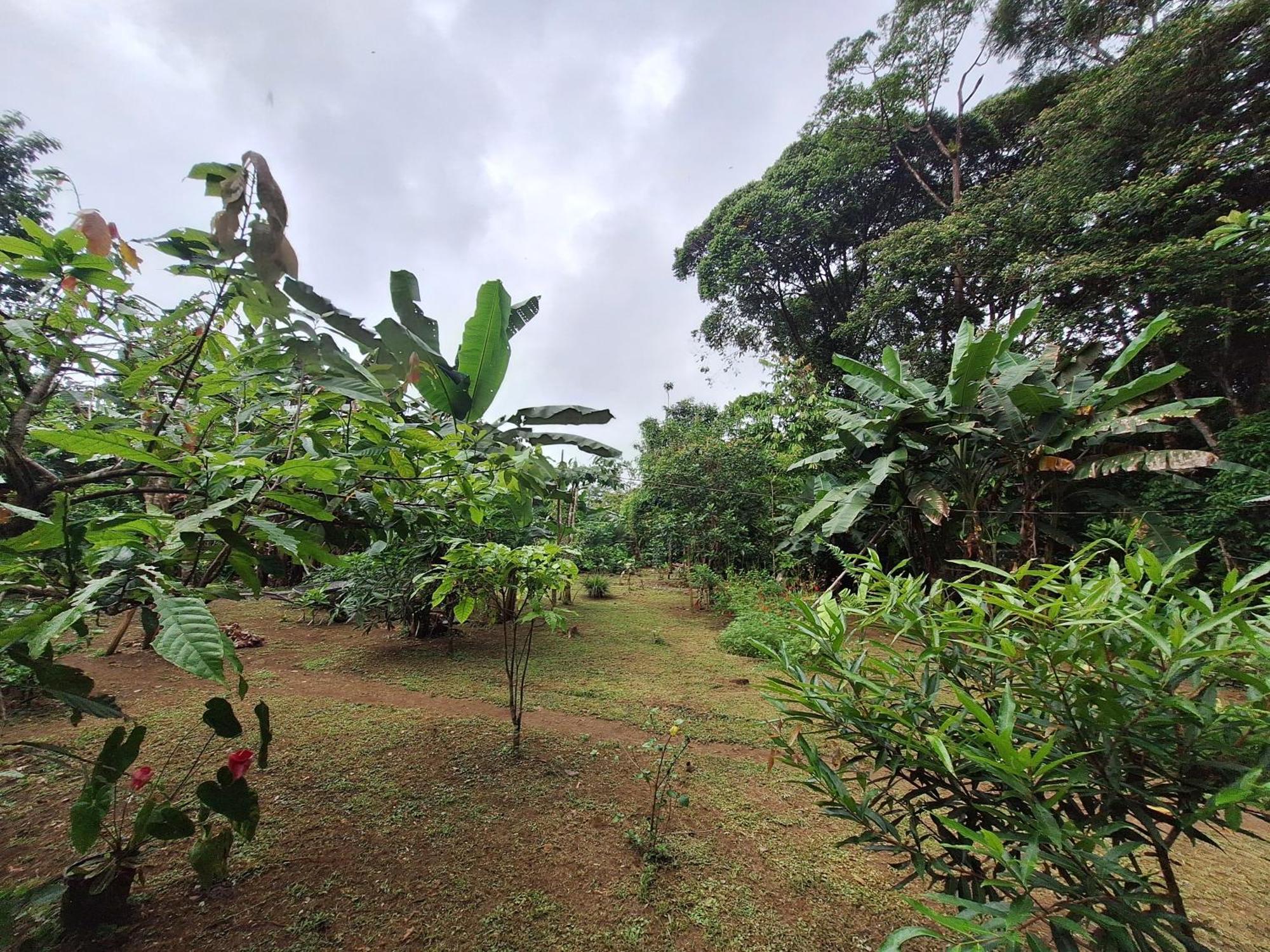 Cabinas Corcovado Green Parrot, Los Planes Drake Drake Bay Exterior photo