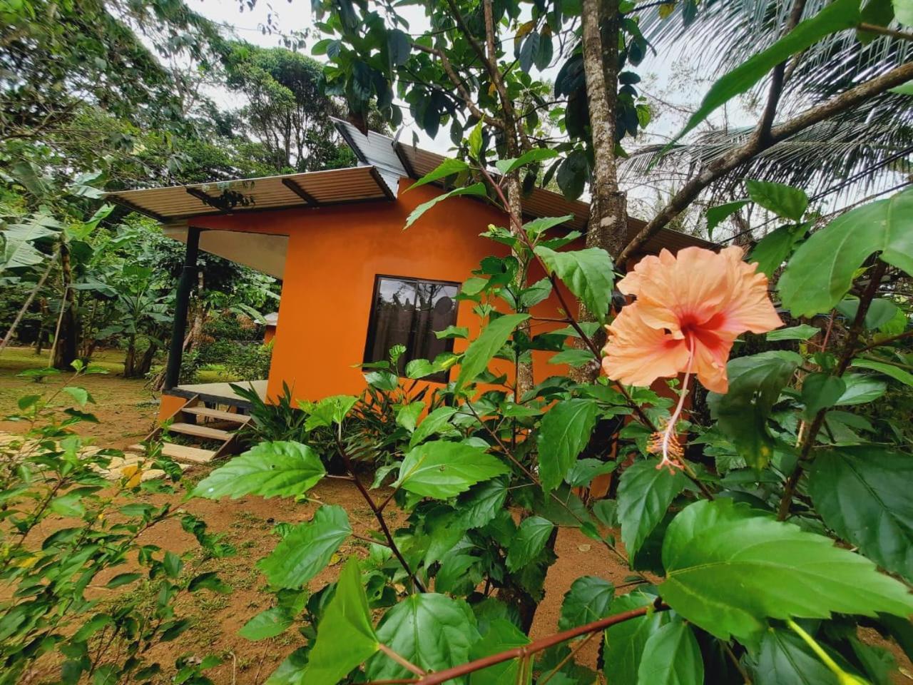 Cabinas Corcovado Green Parrot, Los Planes Drake Drake Bay Exterior photo